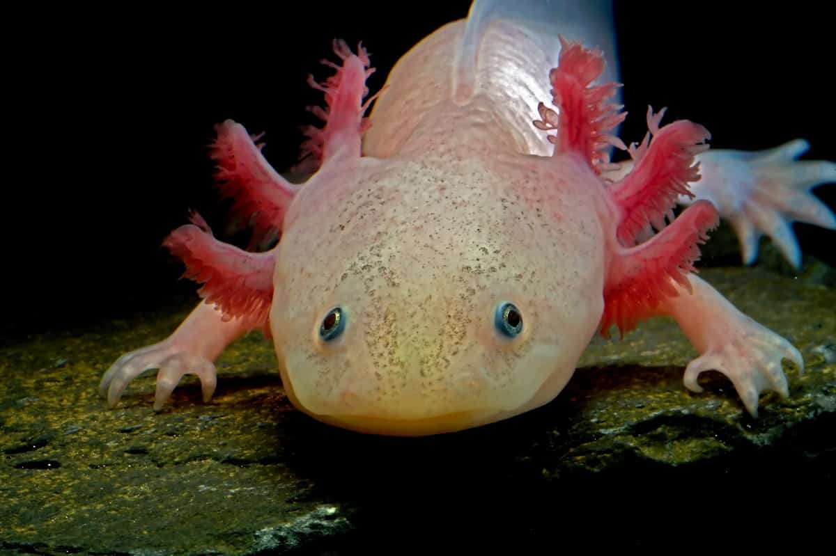 Can Axolotls Eat Nightcrawlers