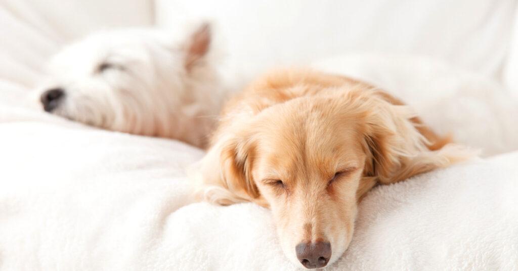 How Many Hours a Day Do Dogs Sleep? - Emergency Vet 24/7