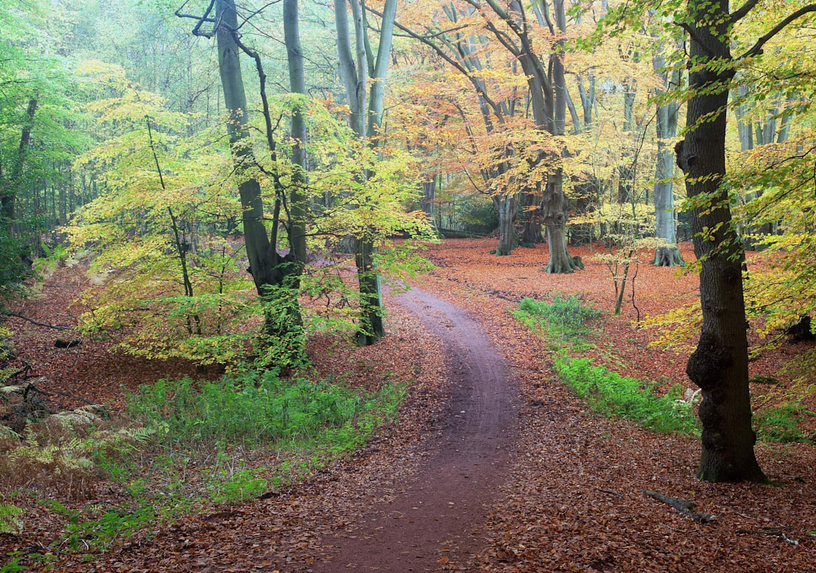 Epping Forest is home to hundreds of winding trails