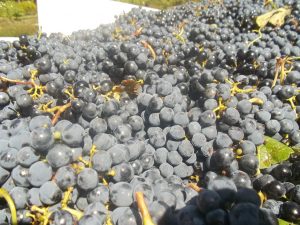 Pinotage South African Wine - Pinotage grapes