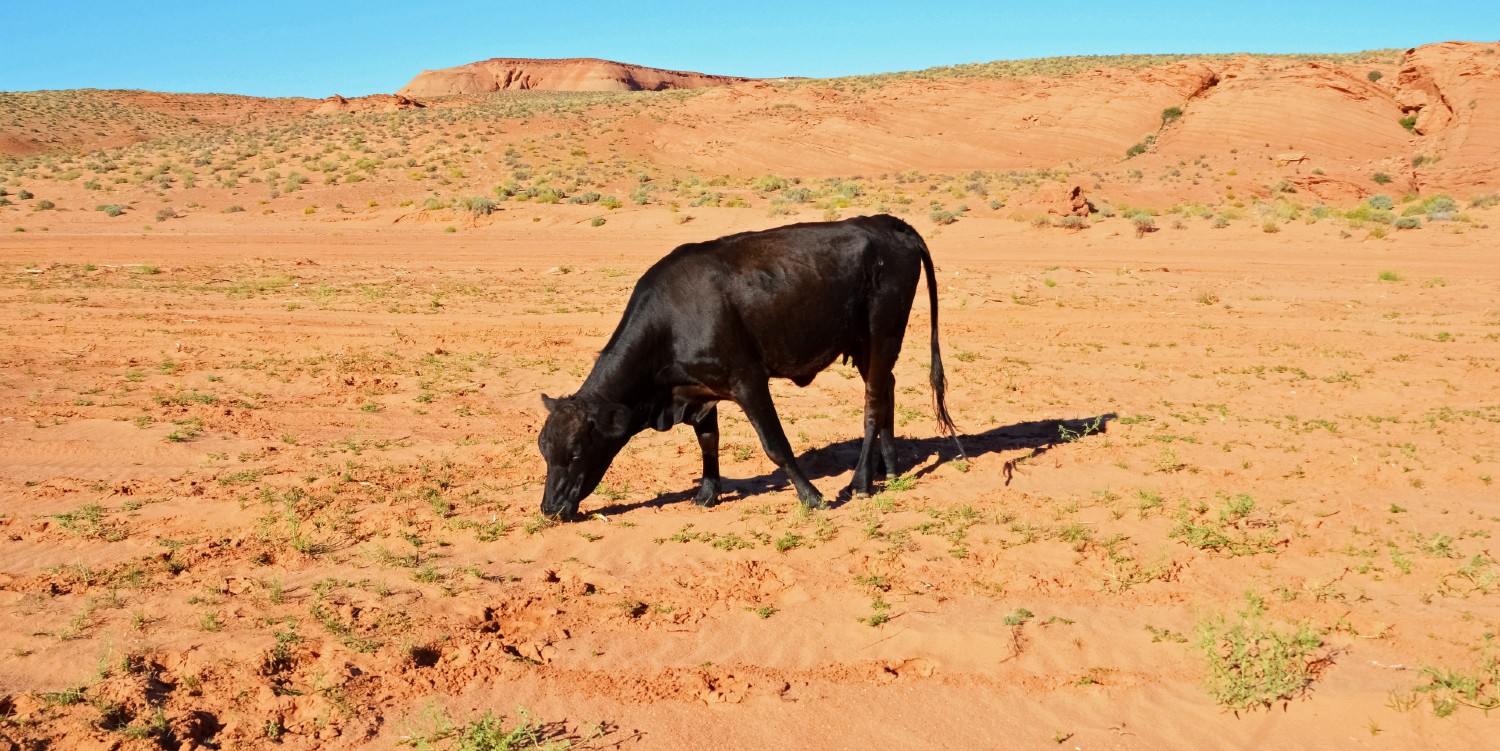 cow grazes on sparse grass in a desert environment