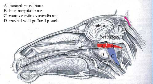 Illustration of anatomical structures involved in poll injury and basilar bone fractures in horses.
