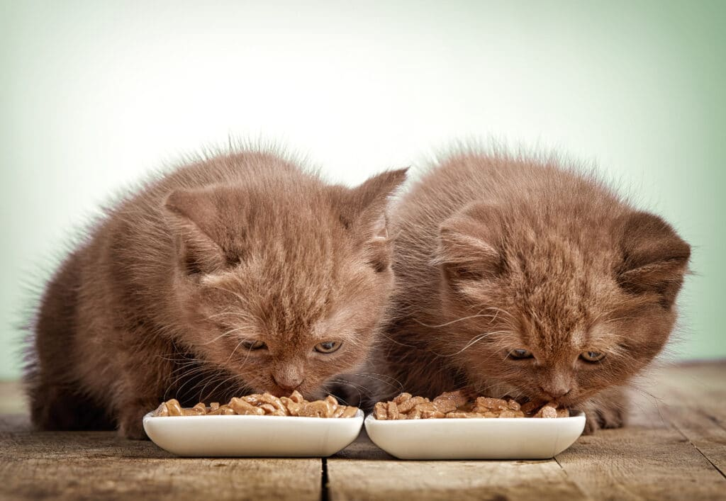 أنواع أكل القطط الصغيرة: دليلك لتغذية قطتك الصغيرة - متجر بابون لمستلزمات  القطط والحيوانات الأليفة