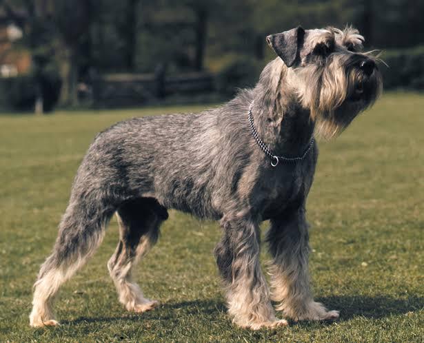 Are Schnauzers Good Dogs?