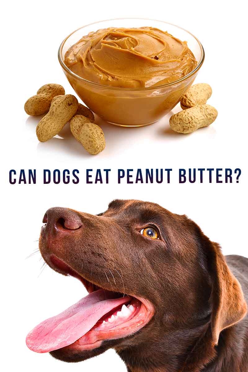 can dogs eat peanut butter