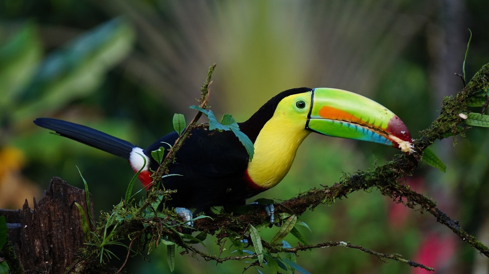 Are Toucans Good Pets