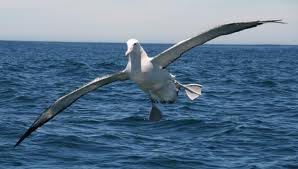 wandering albatross photo for blog post