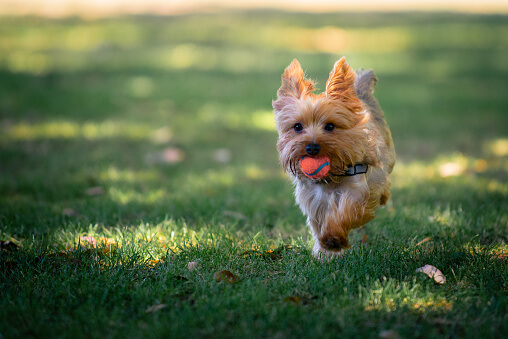 How To Calm A Yorkie Down?