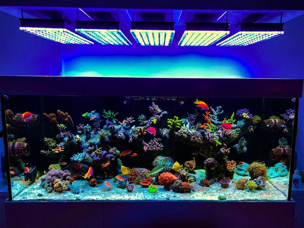 Decora tu acuario con luces LED! | Decoración