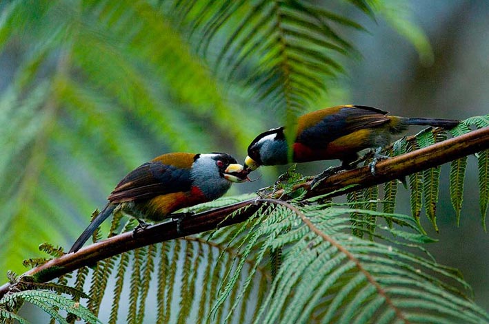 Lugares Turisticos de Ecuador Mindo