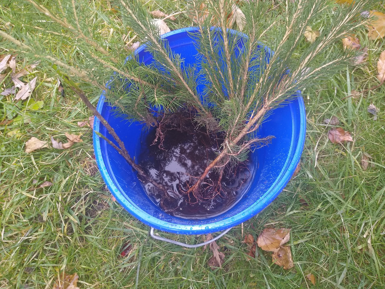 bareroot trees & shrubs soaking in a bucket