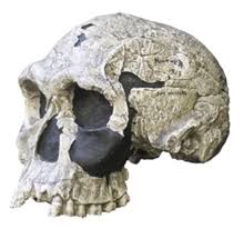 Homo habilis - Wikipedia