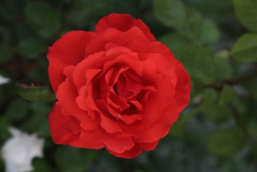 Flower Arrangements- SnapBlooms.com