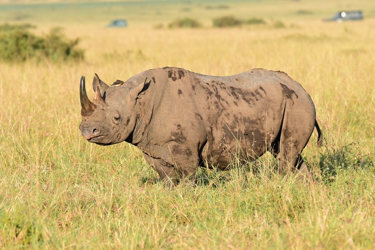 The Big Five and Beyond Iconic Safari Wildlife