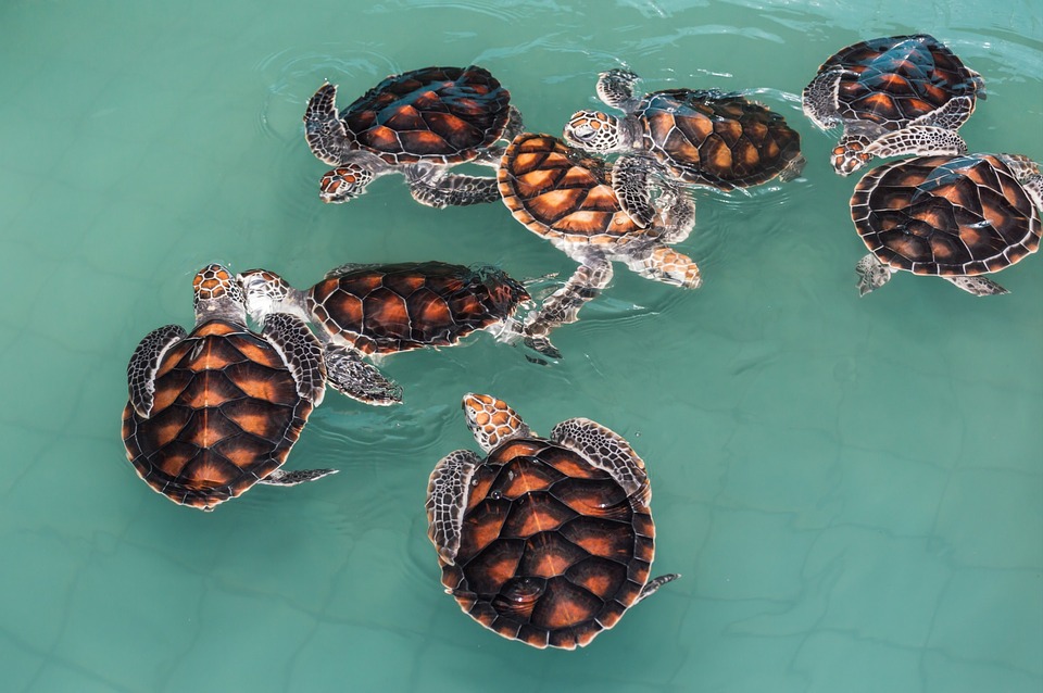 Free photo Animals Turtle Green Sea Turtles Life Sea Animals - Max ...