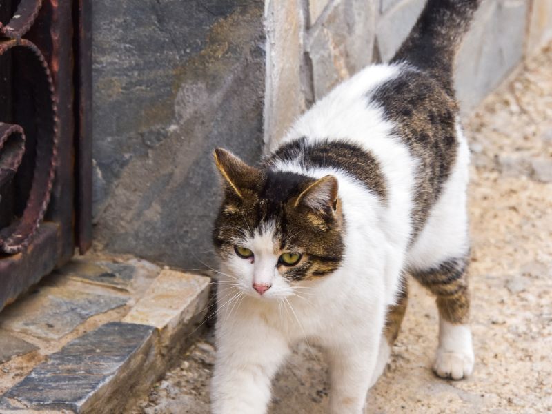 Cyprus-Cat-Temperament