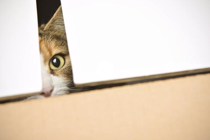 cat peering out of box
