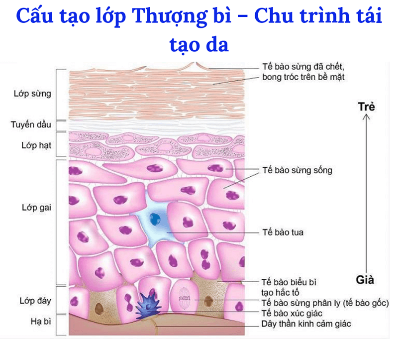 chu-ky-tai-tao-da-4