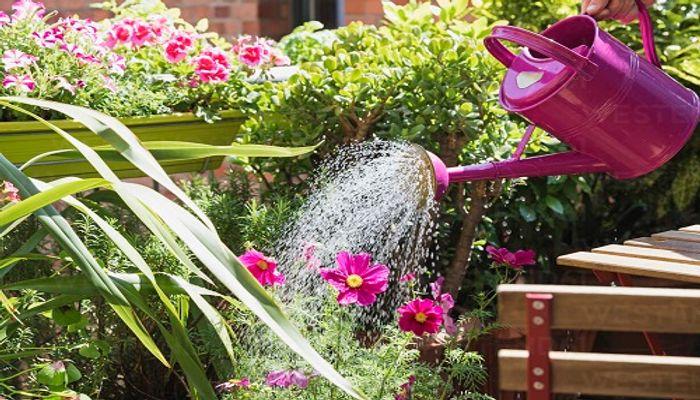 17 Tips to Take Care of your Plants in Summer