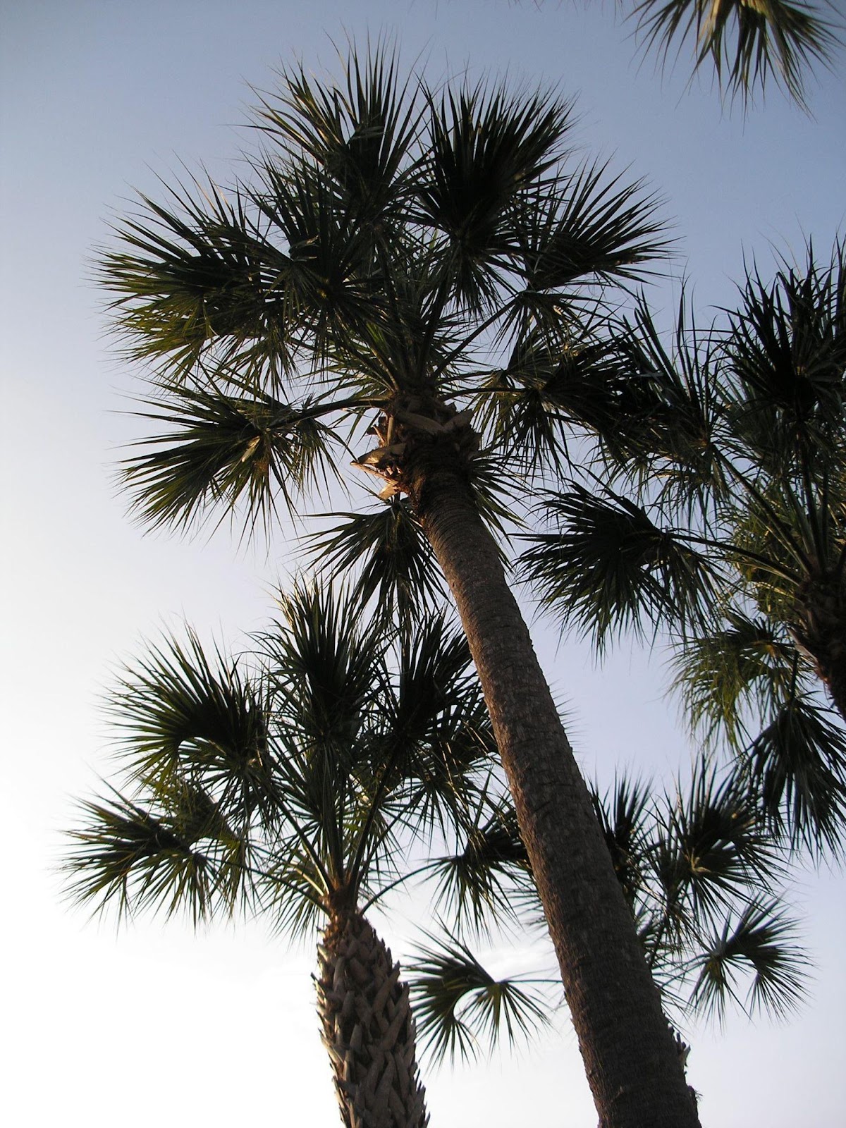15 Palm Trees in Georgia and Atlanta Area (With Pictures)