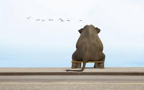 Funny Elephant - Wallpapers,Backgrounds,Pictures,Photos,Laptop Wallpapers | Funny  elephant, Elephant wallpaper, Elephant