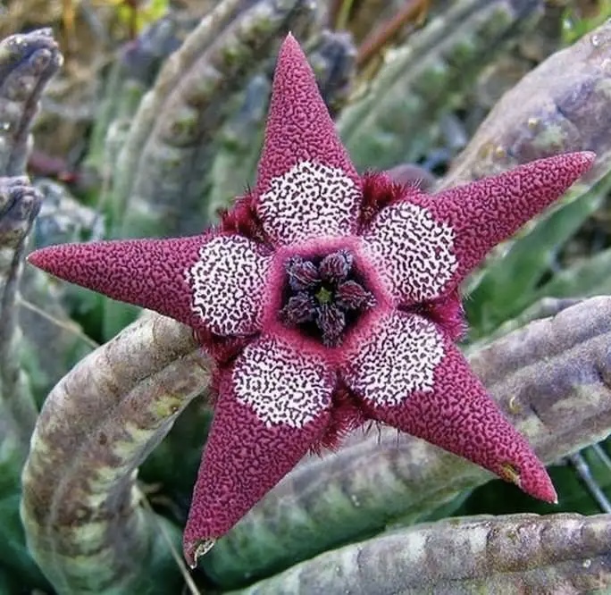 Weirdest Rare Flowers 