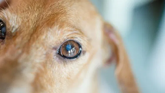 ดวงตาคือสิ่งที่ปกป้อง เพราะสุนัขสื่อสารทางสายตา
