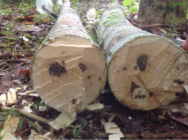 Jual Bibit Gaharu Trenggalek