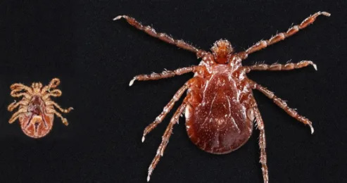 Asian long horned tick- Nymph on ventral view ( left) and Female adult on dorsal view ( right)