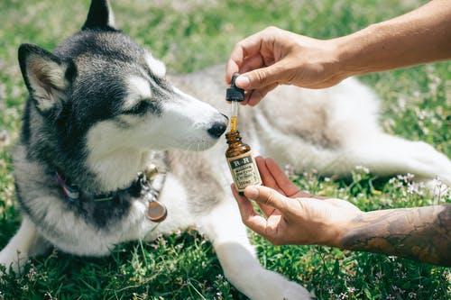 Is CBD Oil For Dogs Worth The Money?