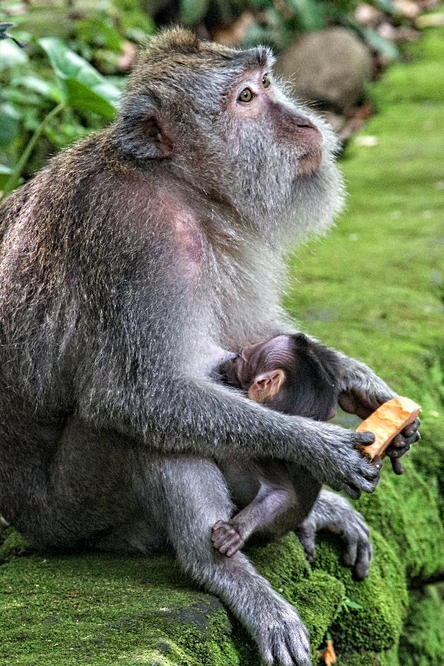 ubud monkey forest