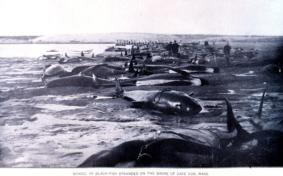 Cetacean stranding - Wikipedia