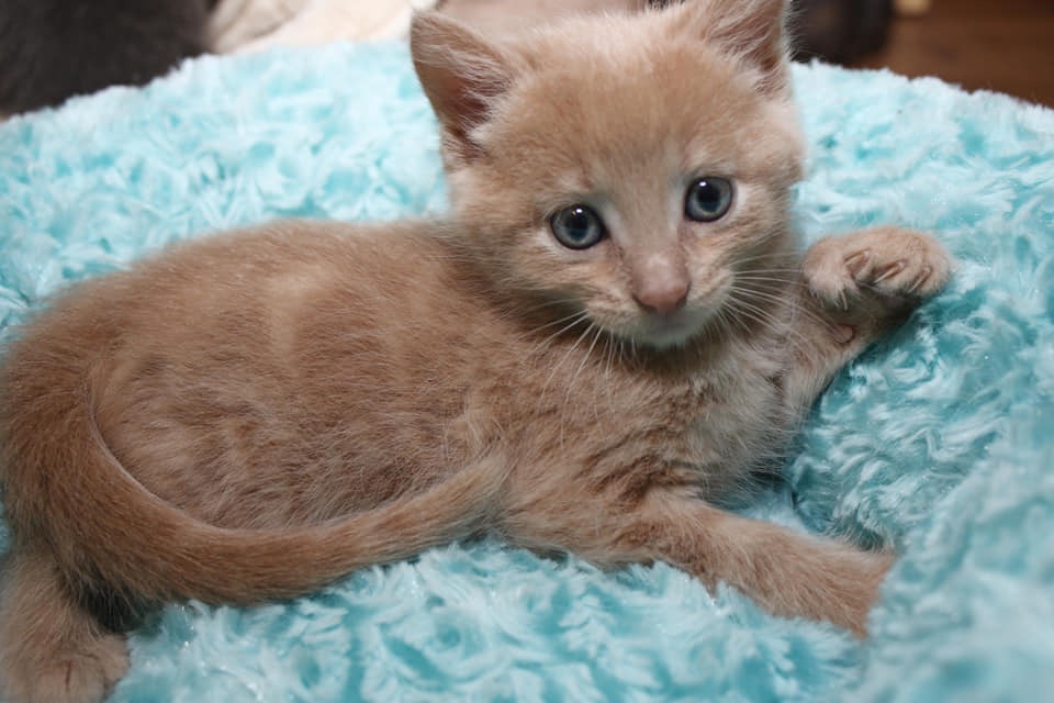 Foster Tekashi, just look at those baby blues!