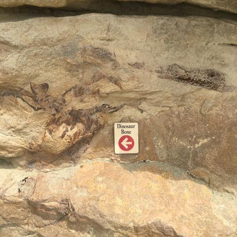 You'll see fossilized bone and marrow. 