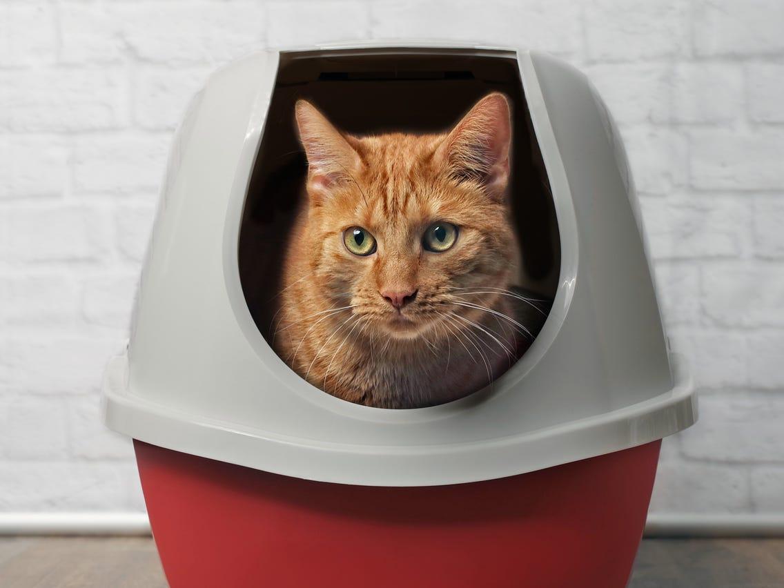 Best cat litter in 2020: Dr. Elsey - Business Insider