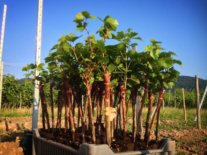 Plants sortis de la pépinière, prêts à être mis en terre. 