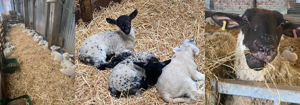 Lots of little lambs born at Pickwell Barton Holiday Cottages, North Devon. 