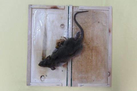 Cách sử dụng keo dính chuột đúng cách