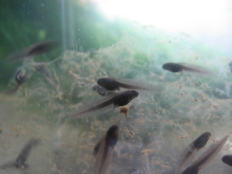 Group of tadpoles under water