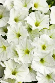 Macintosh HD:Users:sarinavetterli:Desktop:Plant and Granola Sale:Plant Images:Supertunia white.jpg