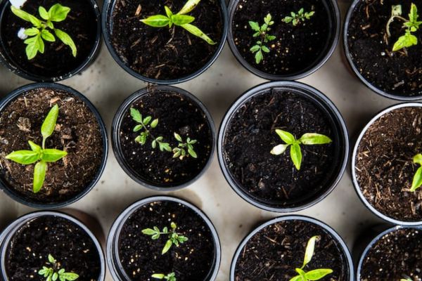 herbs planted in small, round containers