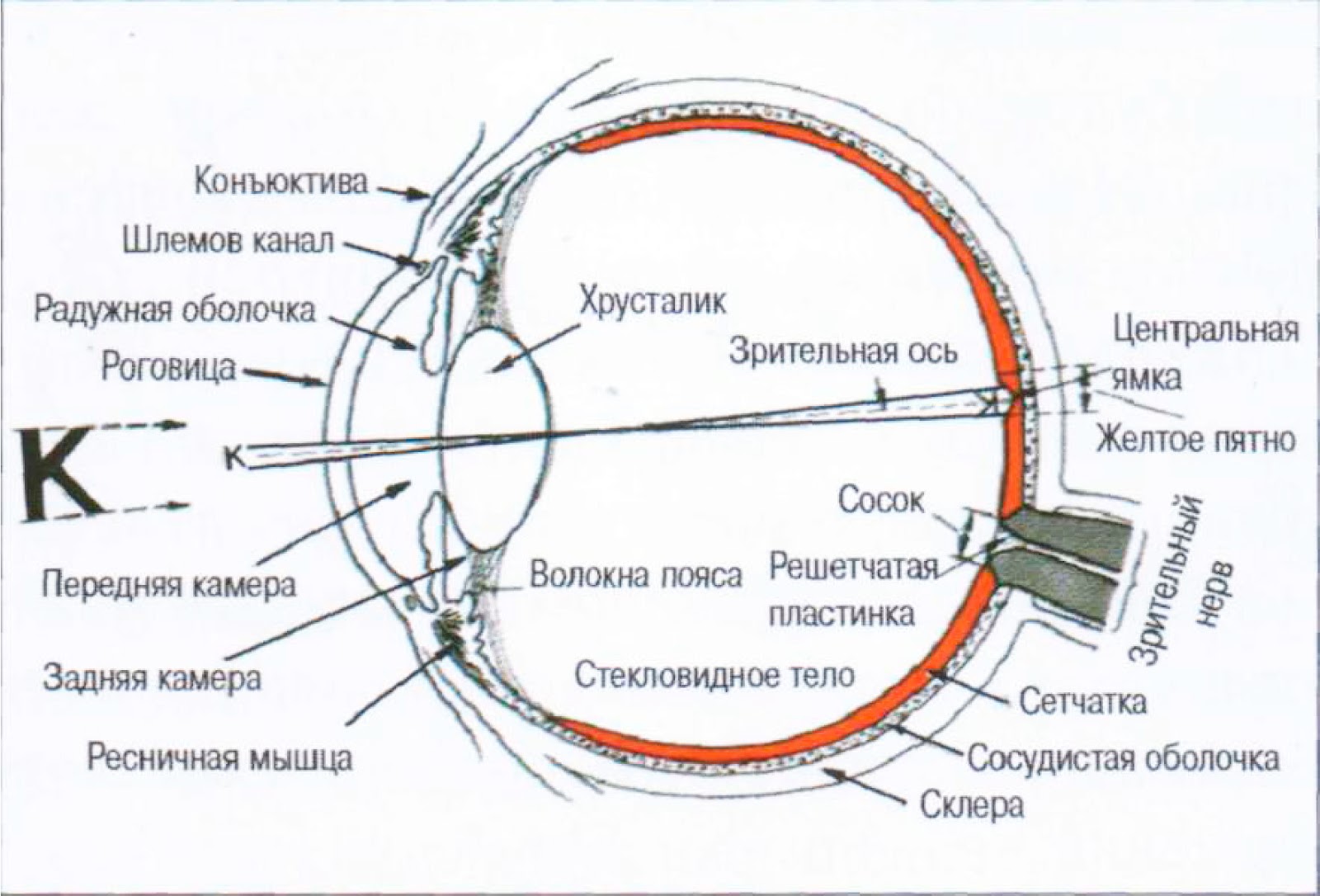На сетчатку глаза за 3 с. Строение глаза сетчатка роговица хрусталик. Схема строения глазного анализатора. Схема глаза зрительный анализатор. Строение оптического аппарата зрительного анализатора.