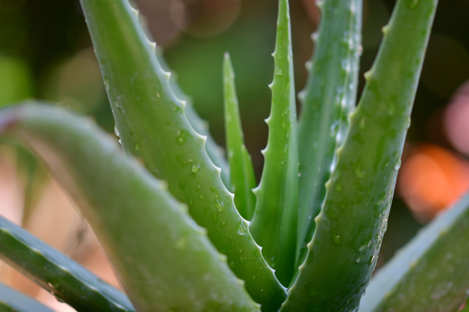 Aloe plants