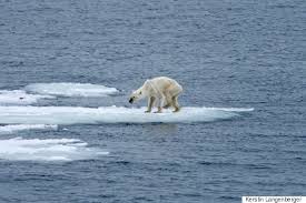 Image result for polar bear global warming