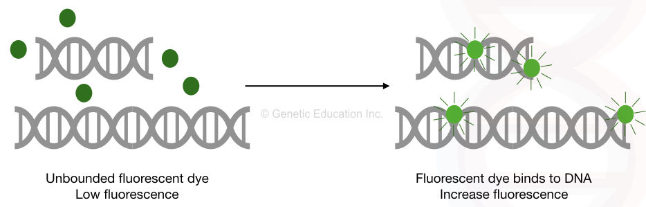 Graphical representation of how dye binds with the DNA.