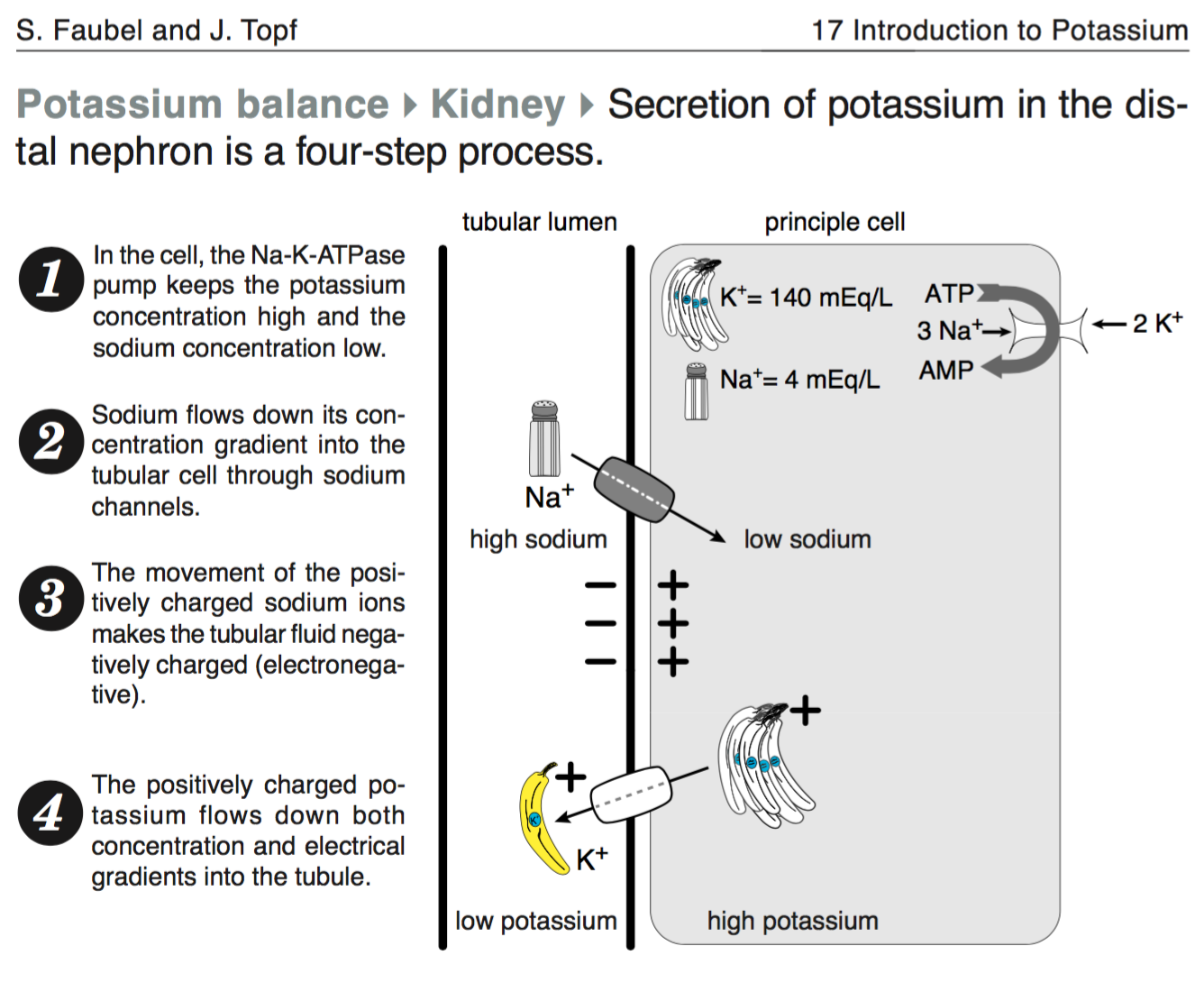 REBOOT: Hyperkalemia. Secretion of potassium in the nephron.