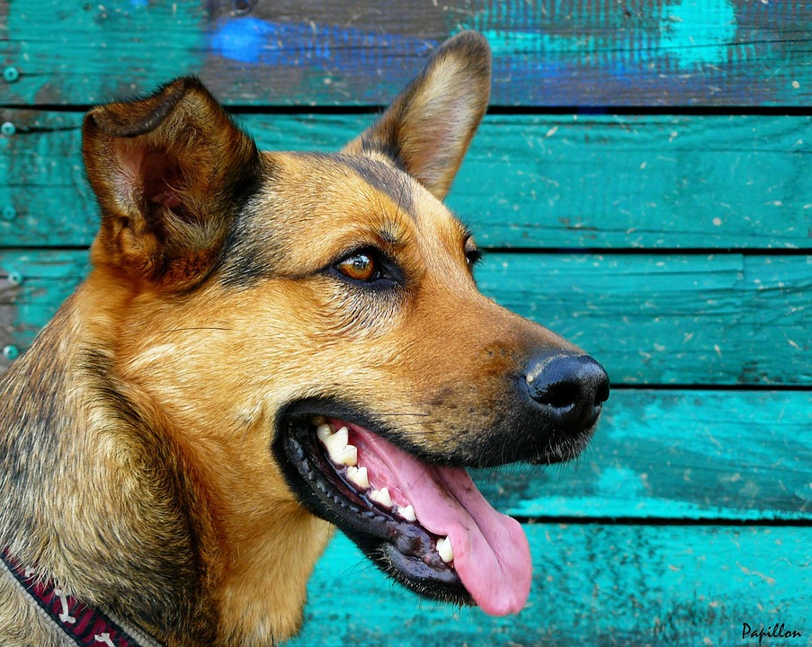 German Shepherd, Dog, Portrait, Animal Portrait