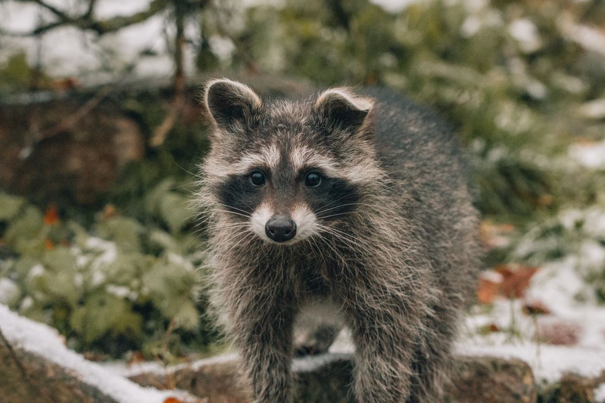 Raccoons In The Winter