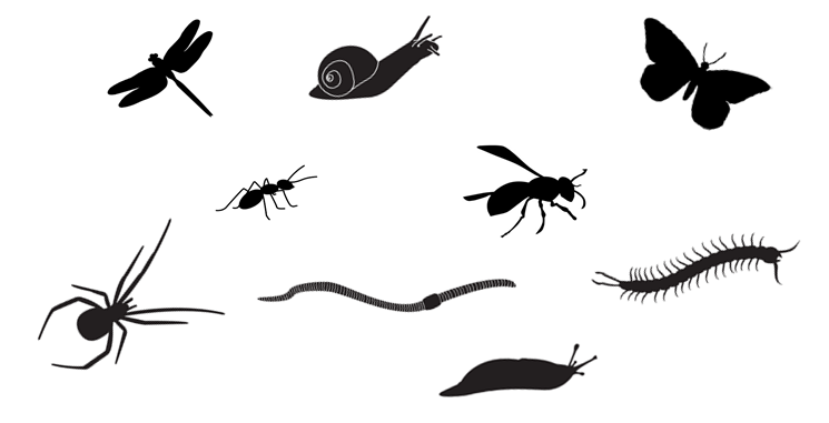 Dragon fly, snail, butterfly, ant, bee, spider, worm, caterpillar, slug