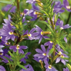 Image result for scaevola whirlwind blue